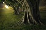TreeGroveHill - Backgrounds