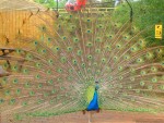 Peacock - Stock Photos