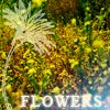 A Field of Flowers - Avatars / Icons