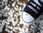Converse ♥ - Stock Photos