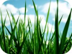 grass - Stock Photos