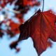 Leaf.