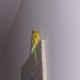 Birdy
