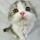 stupid cute cat.jpg