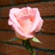 Pink Rose.png