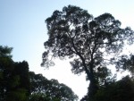 trees