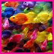Colorful Fish