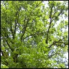 Leaf Canopy