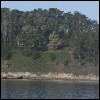 Tree's Ocean