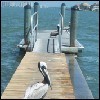 Pier Surprise
