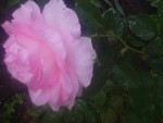 Pretty Pink Flower