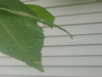 Leaf in the Rain