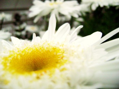 Click to view original image
