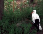 Peaceful Bird