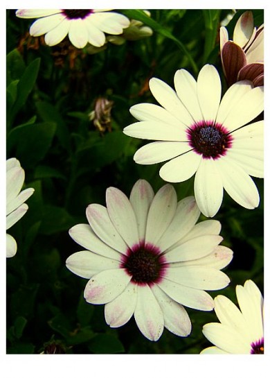 Click to view original image