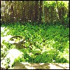 Green Adobe