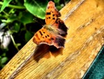 Butterfly on a bench