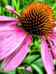 Pink Coneflower
