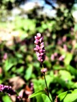 Pink Flower