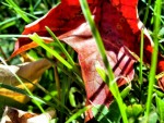 Fall Leaves