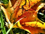 Fall Leaves 2