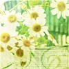 daisies