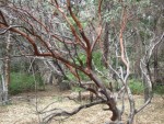 Cool tree