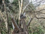 Squirrel on a teepee