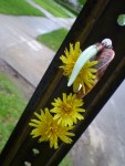 Chain of Dandelions