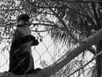 Monkey at the Zoo