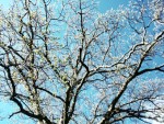 in bloom
