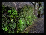 Wonderful of Nature