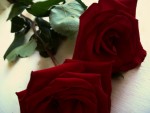 Double Roses 
