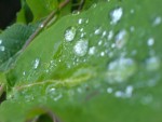 Raindrops On a Leaf
