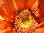 Orange Sunshine