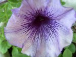 Purple Passion