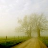 Nature 1