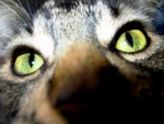 Cat Eyes