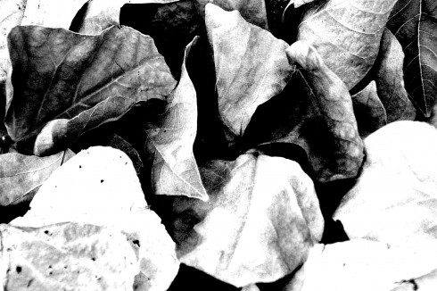 Click to view original image