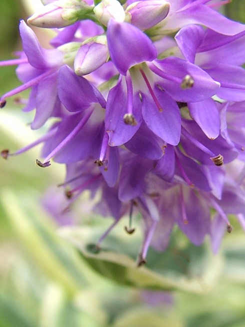 Click to view original image