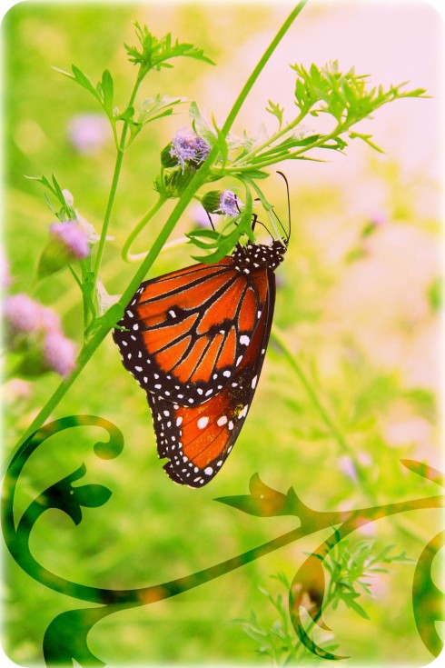 Click to view original image