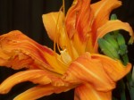Tiger Lily