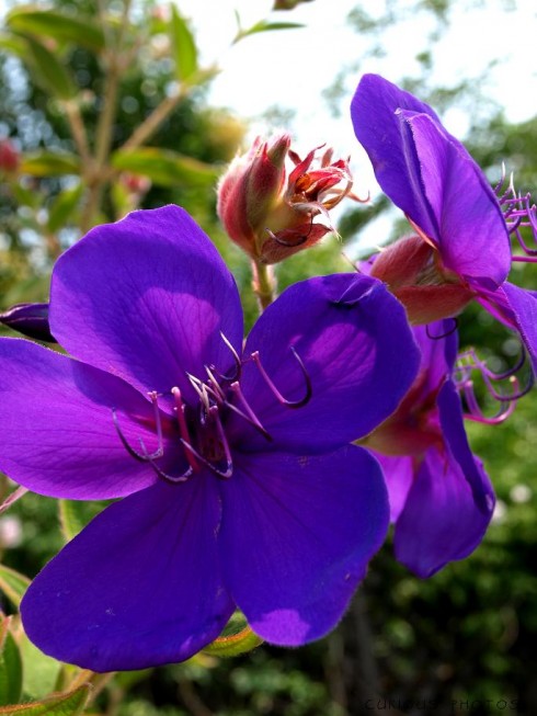 Click to view original image