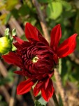 Star Flower