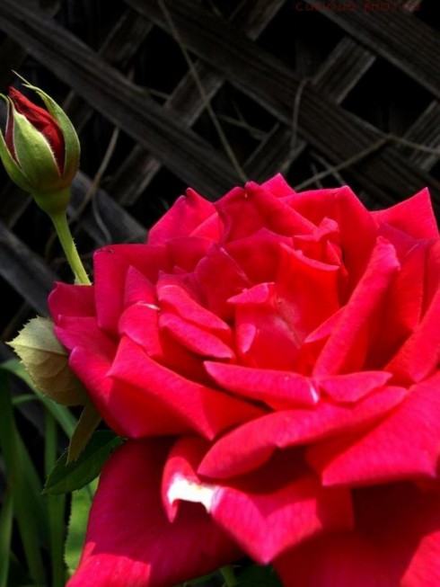 Click to view original image