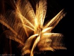 Fire Palm Tree