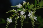 Bee with White Flower