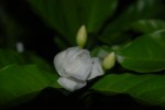 White Rose Bud