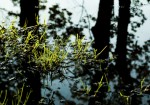 Grass 