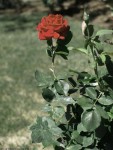 Painting the Rose Red